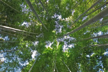 Looking up at the towering bamboo gives you a different&nbsp;yet awesome&nbsp;perspective