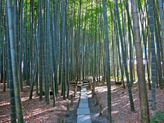 Khu vườn tre xanh mát tọa lạc tại đền Hokokuji (Vé vào cổng 200¥)
