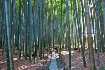 가마쿠라 호코쿠지"대나무의 정원"