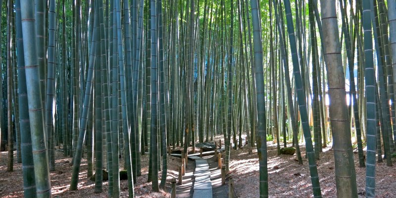 Resultado de imagen de Hokokuji bamboo forest