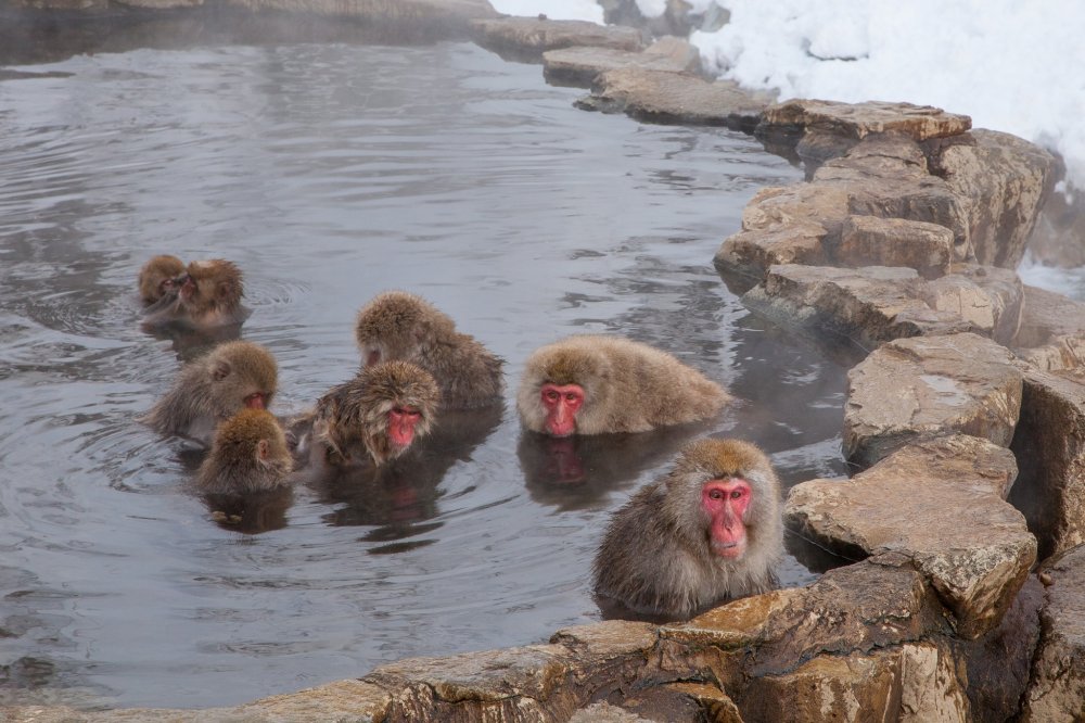 원숭이들이 온천에서 목욕하는 나가노 현 지고쿠다니 몽키공원