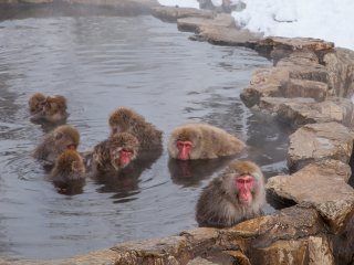เหล่าฝูงลิงจะมาแช่น้ำพุร้อนกันที่สวนลิงจิโกคุดะนิในเมืองนากาโนะ