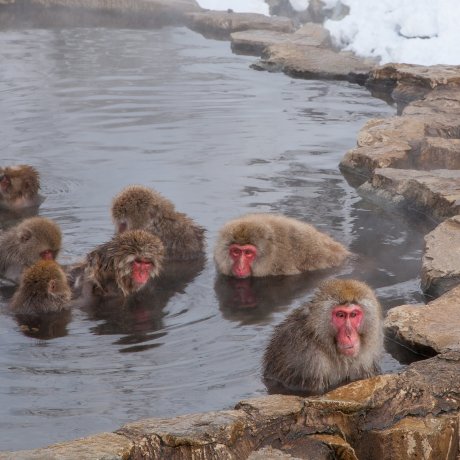 Bathing Apes in Rural Nagano