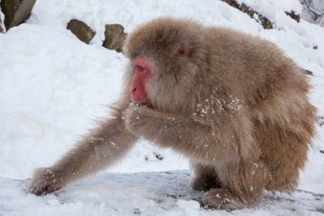<p>At first you&rsquo;ll probably just encounter a few monkeys on their own. The monkeys are really used to humans, and while you won&rsquo;t be able to touch them, you&rsquo;ll be able to get up pretty close to take pictures.</p>