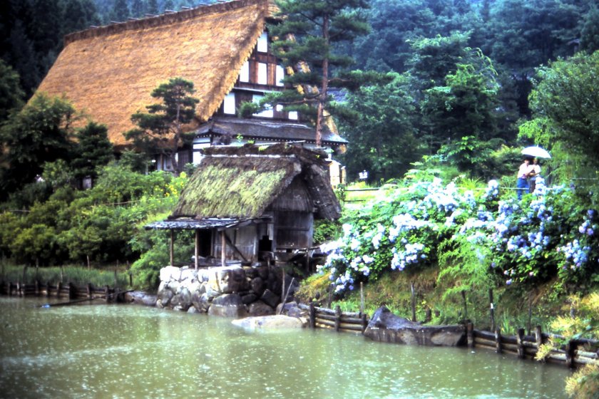 Rumah pertanian tradisional dan bunga ungu-biru ajisai atau hydrangea