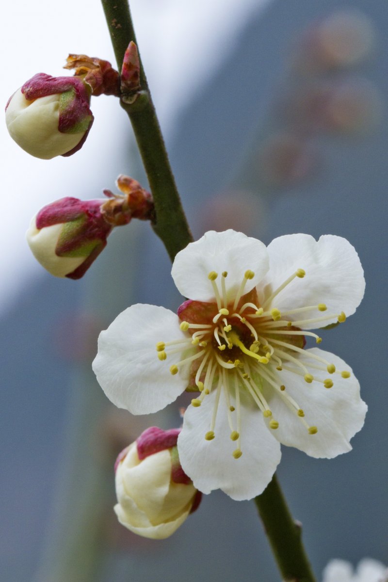 <p>Ume precede the more famous sakura, or cherry blossoms, by a month</p>
