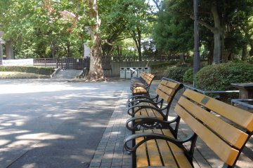 <p>Benches that sit in the shade of massive trees that tower above.</p>