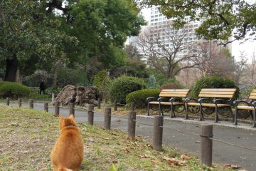 <p>A cat just sitting peacefully in the park.</p>