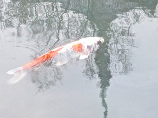 Carp swimming over reflection of the pagoda