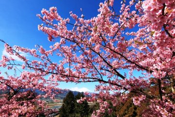 <p>Cherry Blossoms with a distant view of Mount Fuji</p>