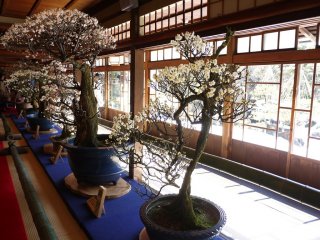 Large plum trees in bloom fill the room with their scent