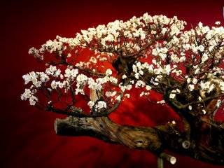 White blossoms and gnarled branches against a red background