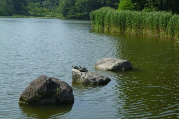 Tortoises in the pond 