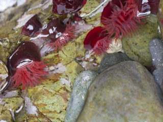 As the tide falls,&nbsp;beadlet anemone (Actinia equina) tentacles will retract until they look like red blobs
