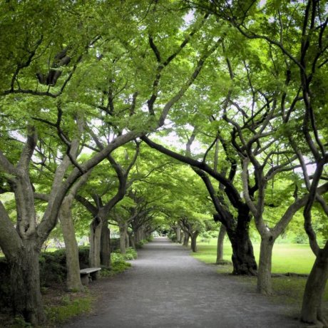 Koishikawa Botanical Garden