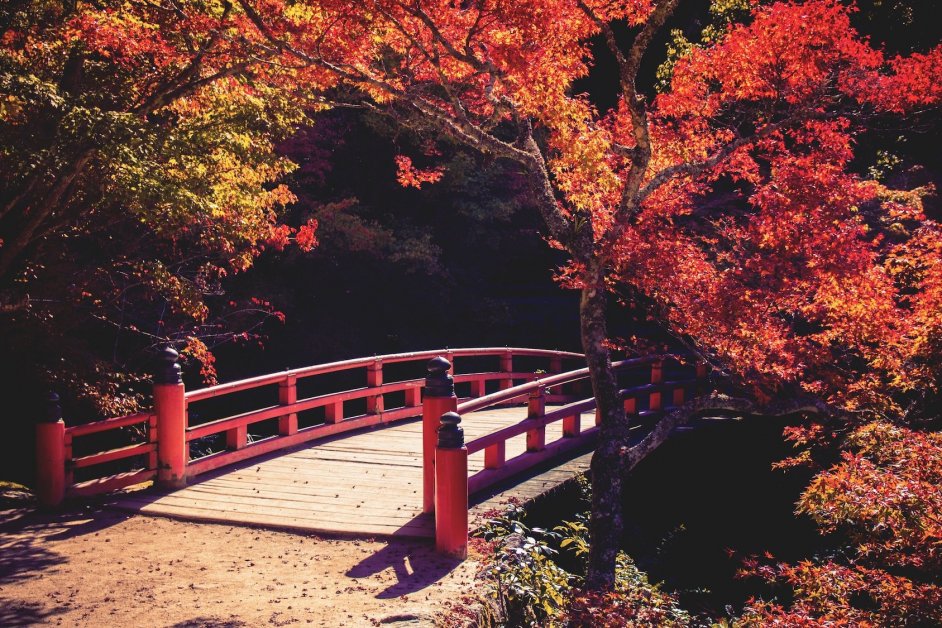 Traditional Japanese bridge in a park full of colorful autumn leaves in Miyajima, Japan.