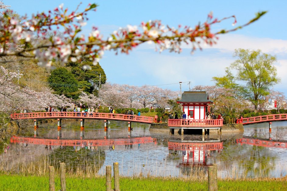 Cherry blossom trees surround the large pond to highlight Bentendou